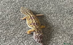 Leopard Gecko reptiles for sale: Leopard gecko - Image 5