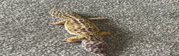 Leopard Gecko reptiles for sale: Leopard gecko - Advert 5