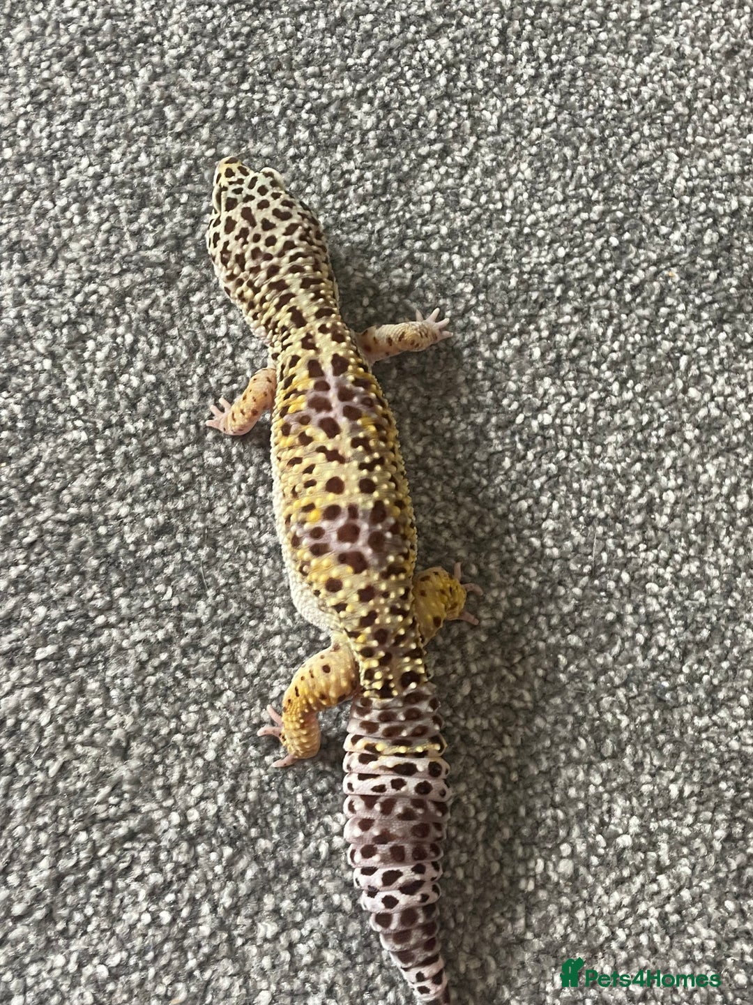 Leopard Gecko reptiles for sale: Leopard gecko - Image 5