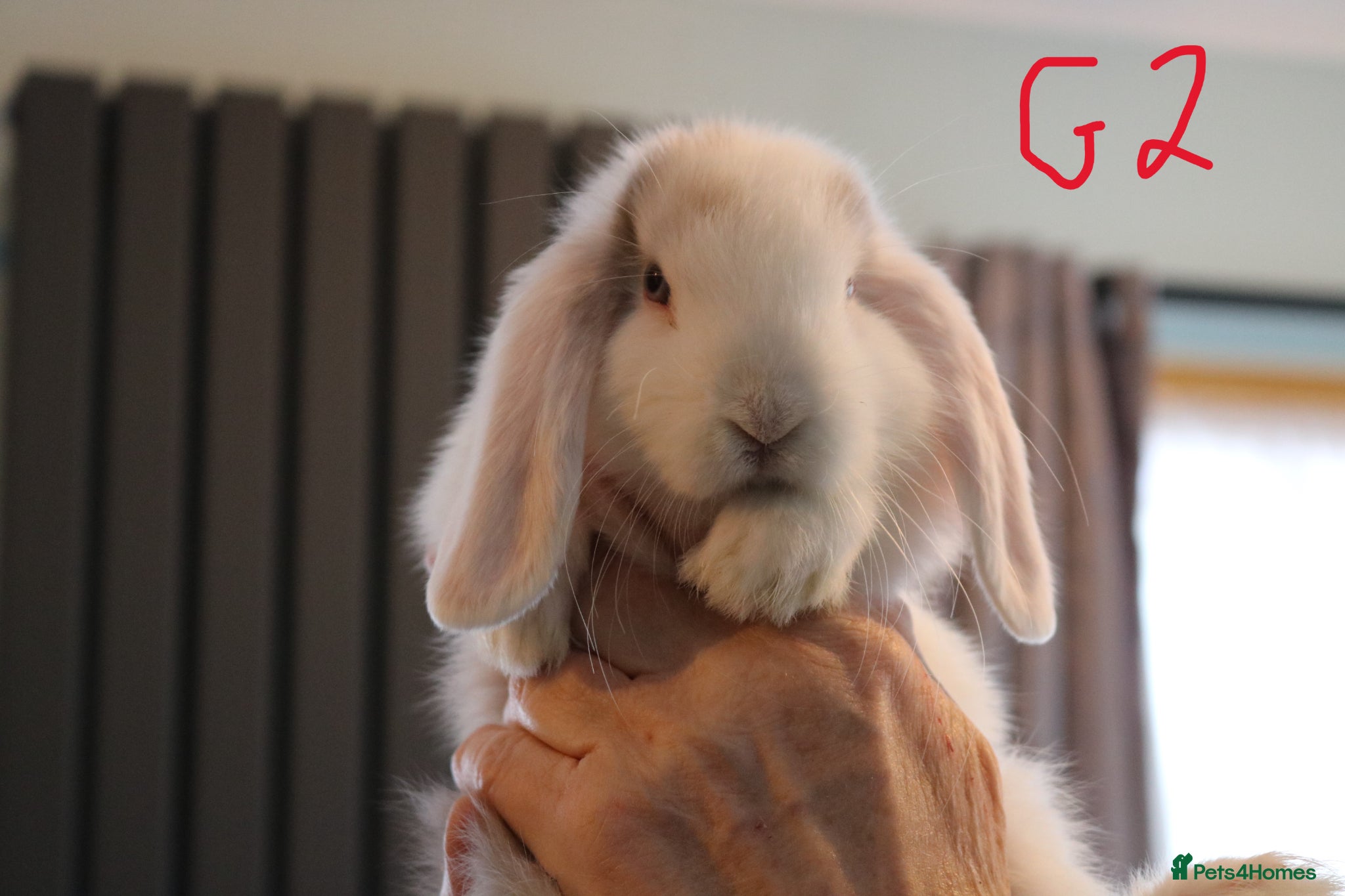 Mini Lop rabbits Mini Lop babies - 1 Doe left G2 - Advert 1