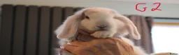 Mini Lop rabbits for sale: Mini Lop babies - 1 Doe left G2 - Advert 1