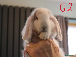 Mini Lop rabbits for sale: Mini Lop babies - 1 Doe left G2 - Advert 2