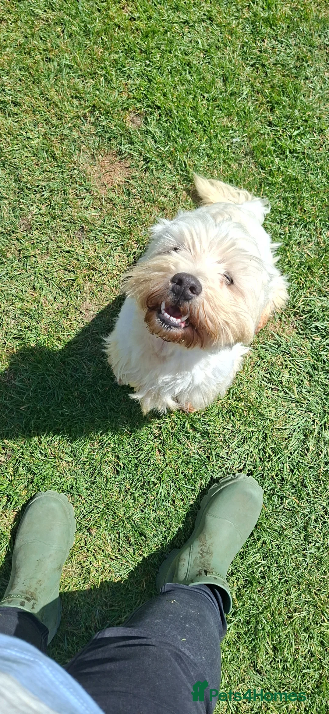West Highland Terrier dogs for sale: Gorgeous kc reg westie pups - Advert 2