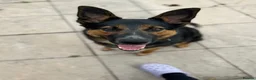 Mixed Breed dogs for sale: Female German shepherd cross  - Advert 1