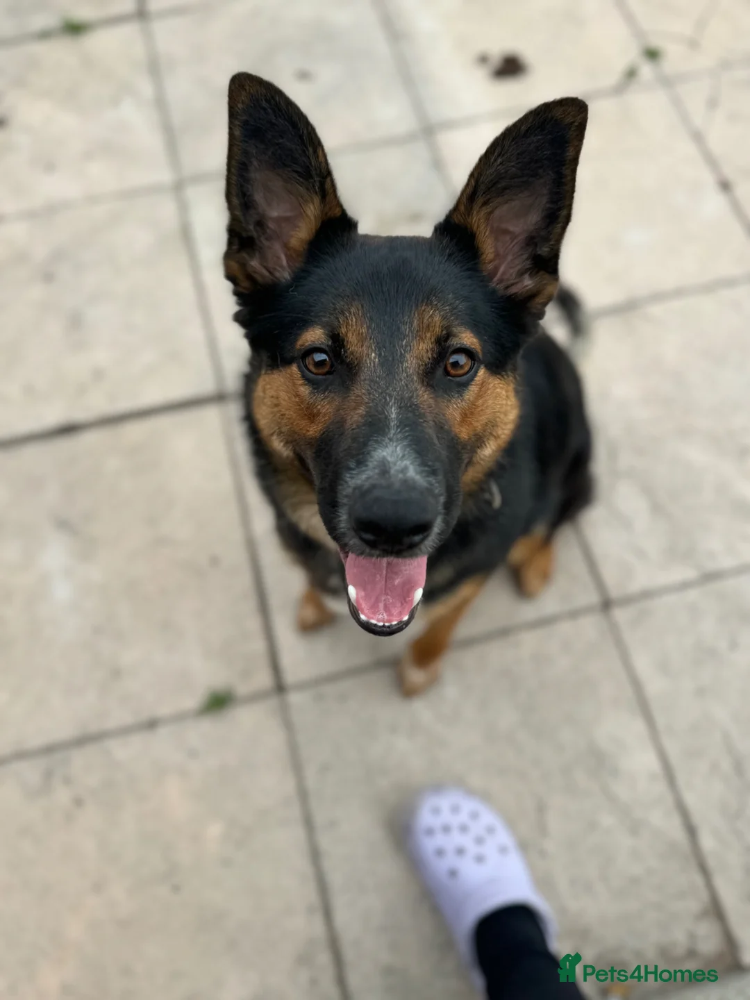 Mixed Breed dogs for sale: Female German shepherd cross  - Advert 1