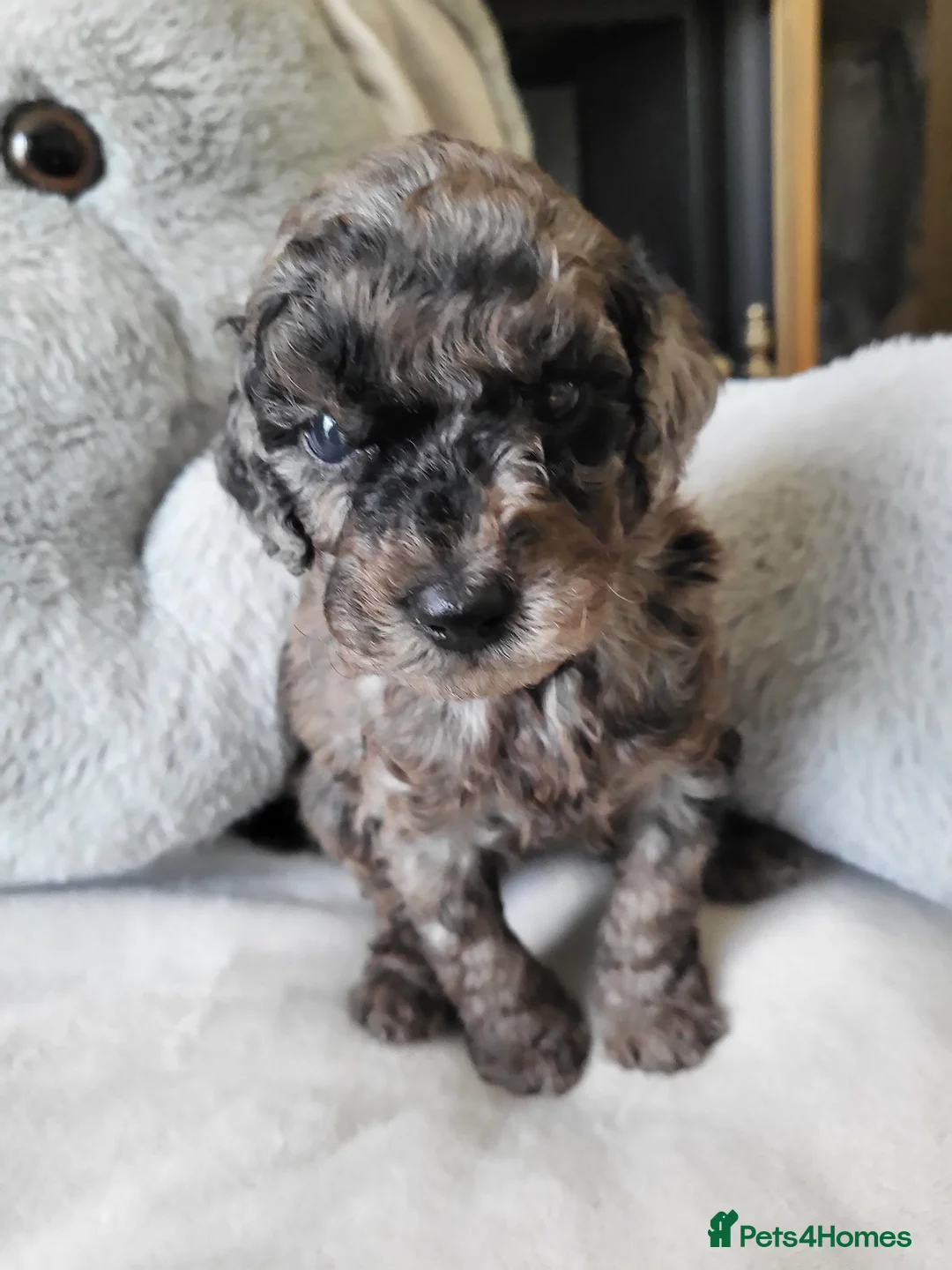 Labradoodle dogs for sale: Beautiful strong puppies f1bb - Advert 2