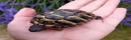 Tortoise reptiles for sale: Baby Hermans and spur thighed tortoises in Norwich - Advert 11