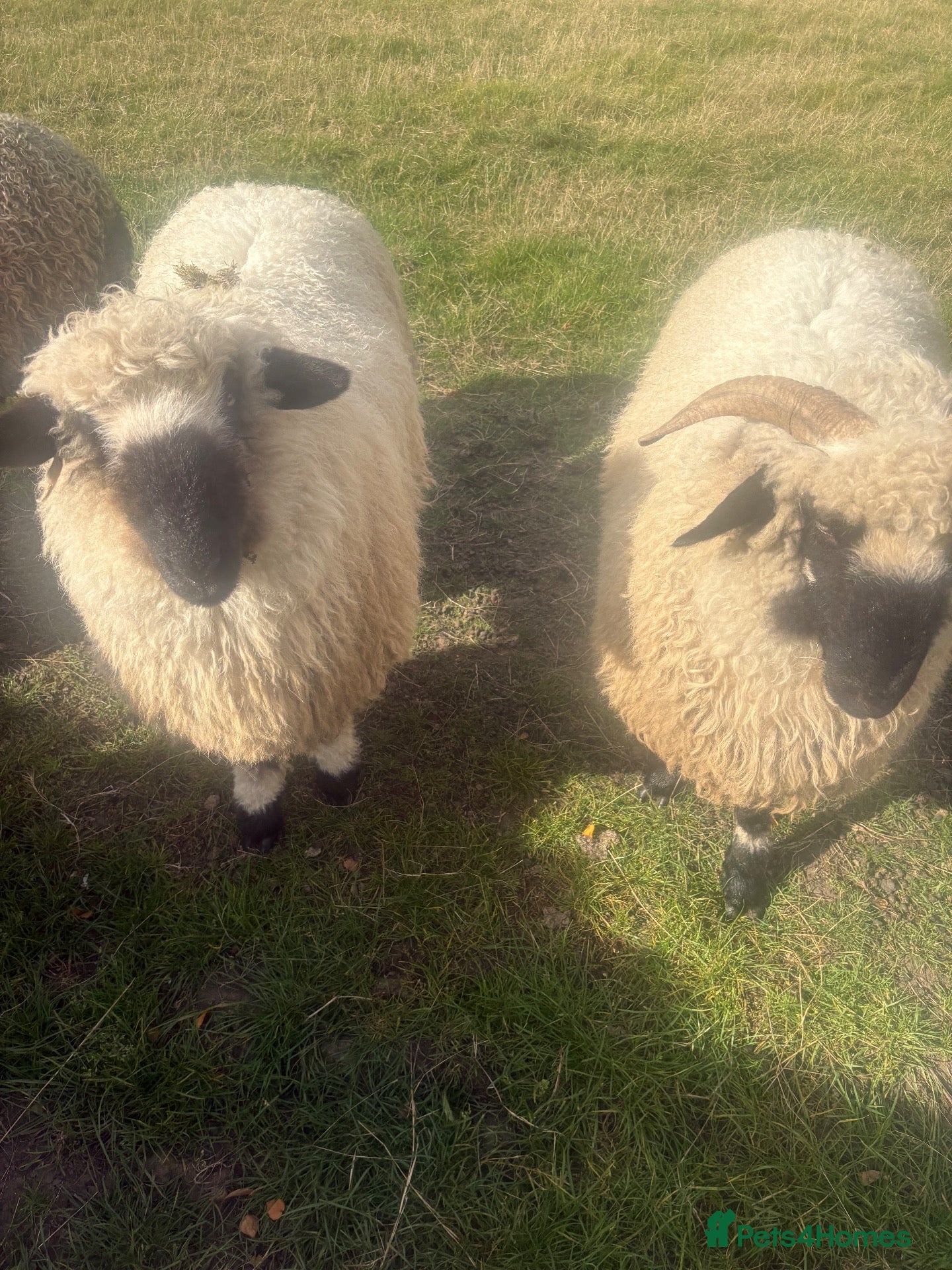 Sheep livestock Lovely pair Valais black nose sheep - Advert 1
