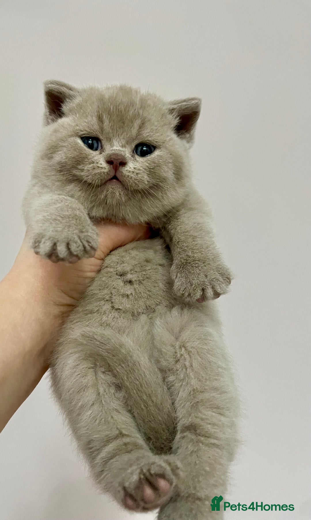 British Shorthair cats for sale: 💗🩵 GCCF LILAC. FEMALE KITTENS READY FEB  - Advert 1