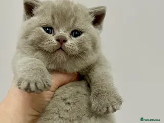 British Shorthair cats 💗🩵 GCCF LILAC. FEMALE KITTENS READY FEB - Advert 2