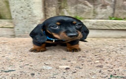 Miniature Dachshund dogs for sale: Miniature Smooth-Haired Dachshunds  - Image 17