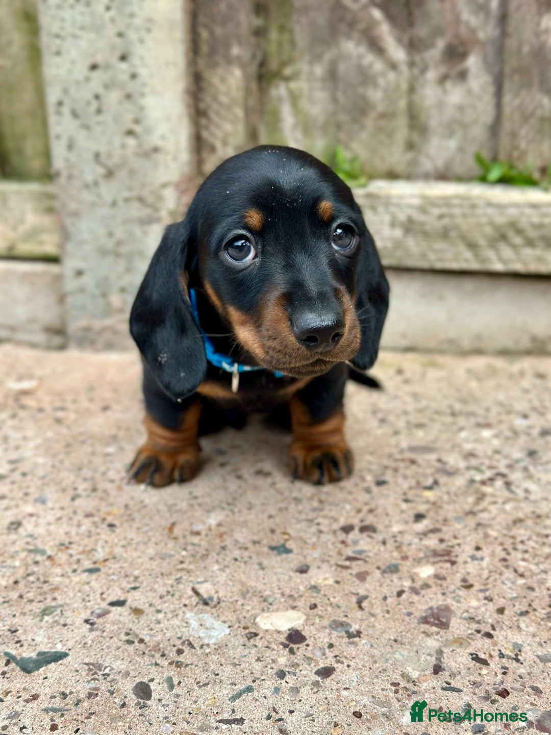 Miniature Dachshund dogs for sale: Miniature Smooth-Haired Dachshunds  - Image 17