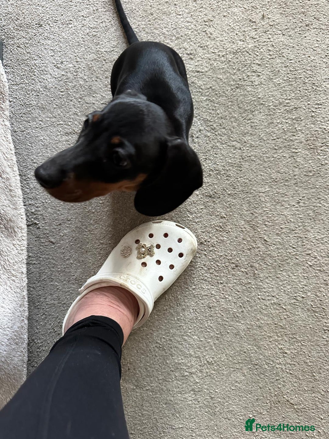 Dachshund dogs for sale: 1 beautiful  girl dachshund puppy available  - Advert 8