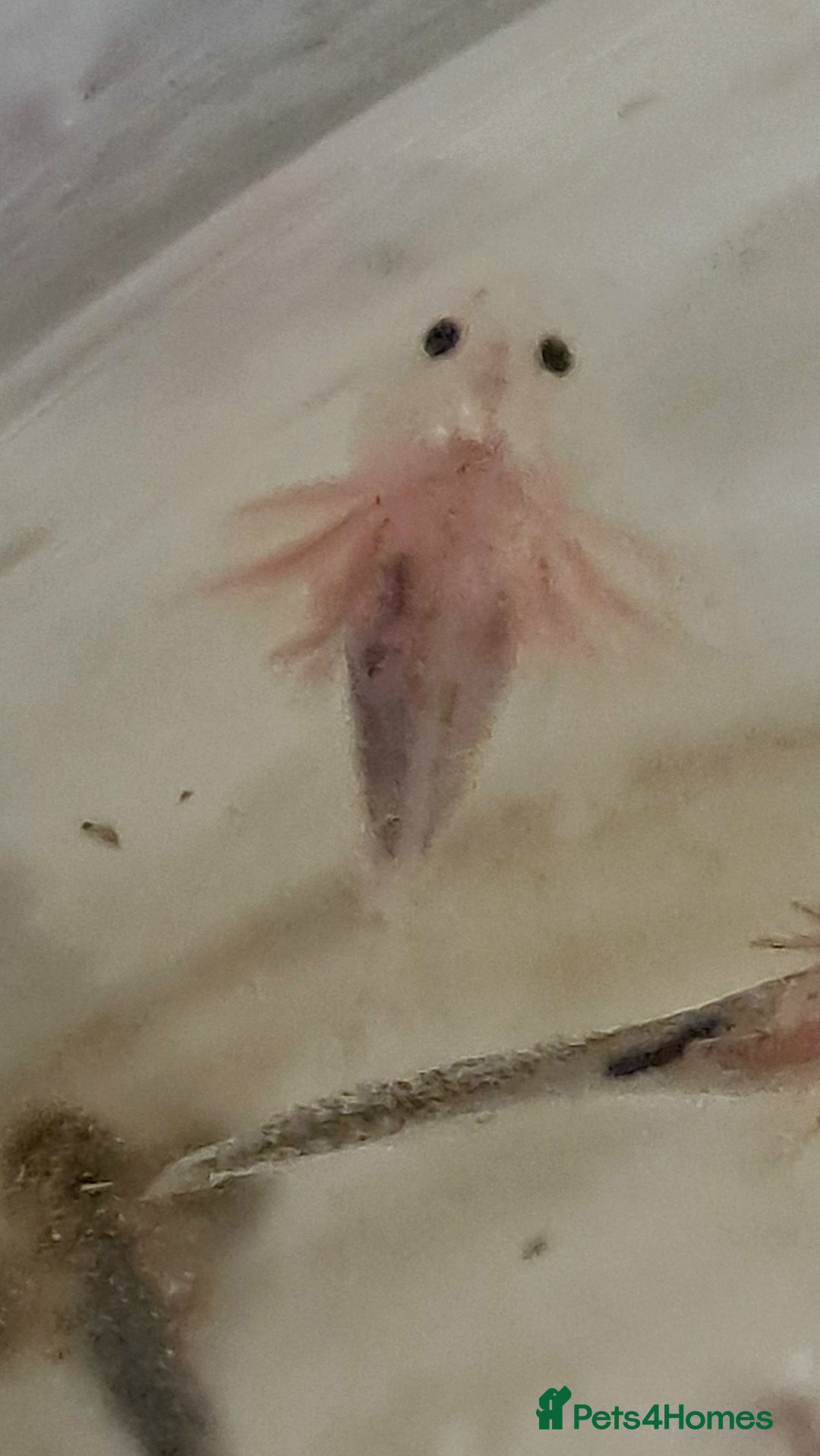 Axolotl reptiles for sale: Axolotls  - Image 11