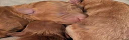 Toy Poodle dogs for sale: Beautiful Toy Poodle Puppies – Red & Apricot ❤️ - Advert 3