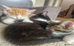 British Shorthair cats for sale: Six Gorgeous Kittens Available From Next Week - Image 36