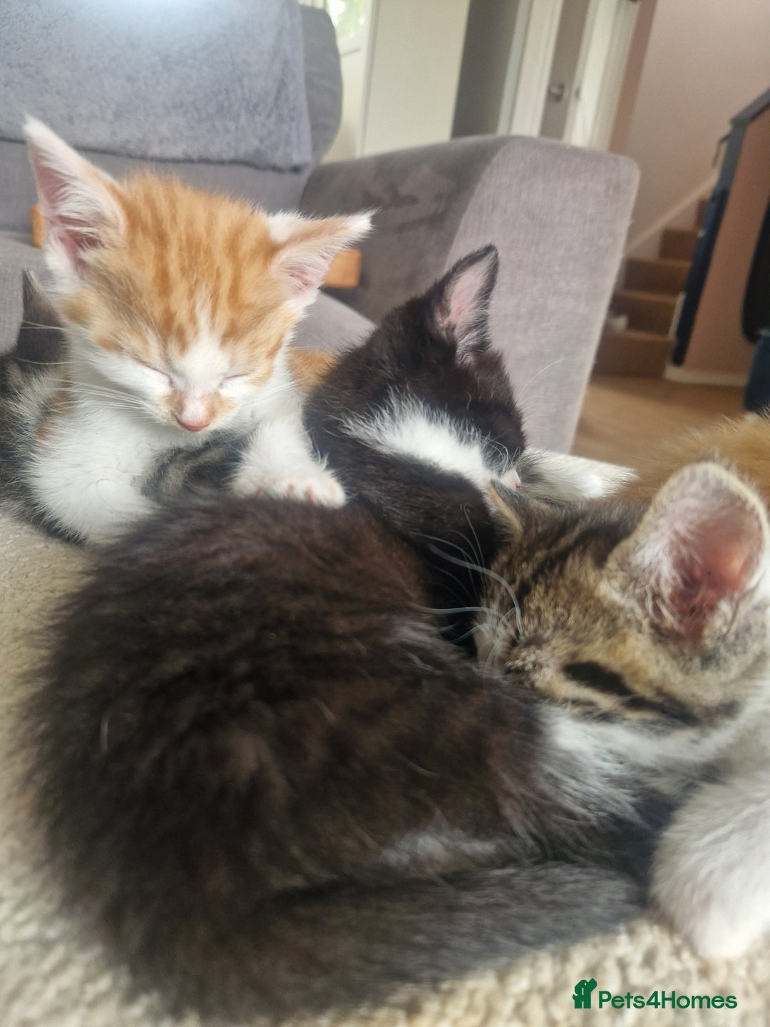 British Shorthair cats for sale: Six Gorgeous Kittens Available From Next Week - Image 36