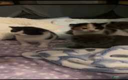 Domestic Shorthair cats for sale: Four kittens, 4 weeks old - Image 16