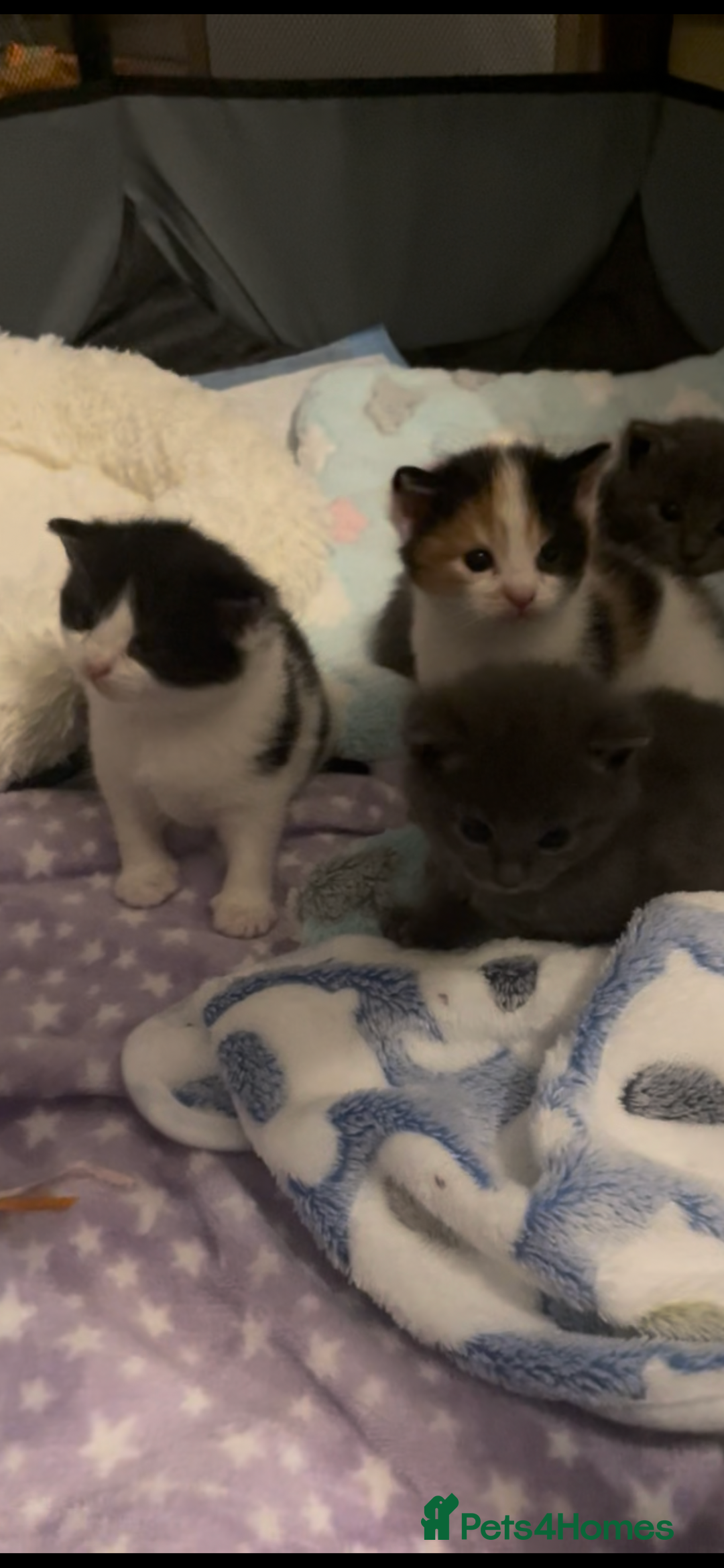 Domestic Shorthair cats for sale: Four kittens, 4 weeks old - Image 16