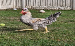 Chickens poultry for sale: 'Ratchet' beautiful cockrel - Image 2