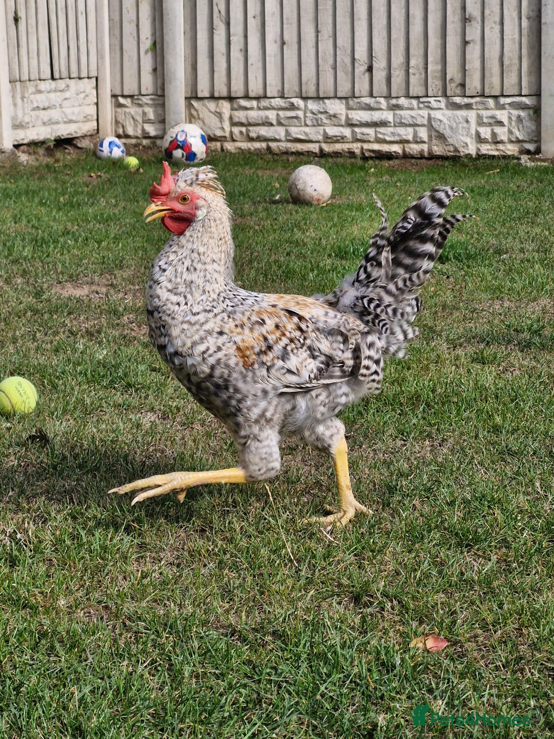 Chickens poultry for sale: 'Ratchet' beautiful cockrel - Image 2