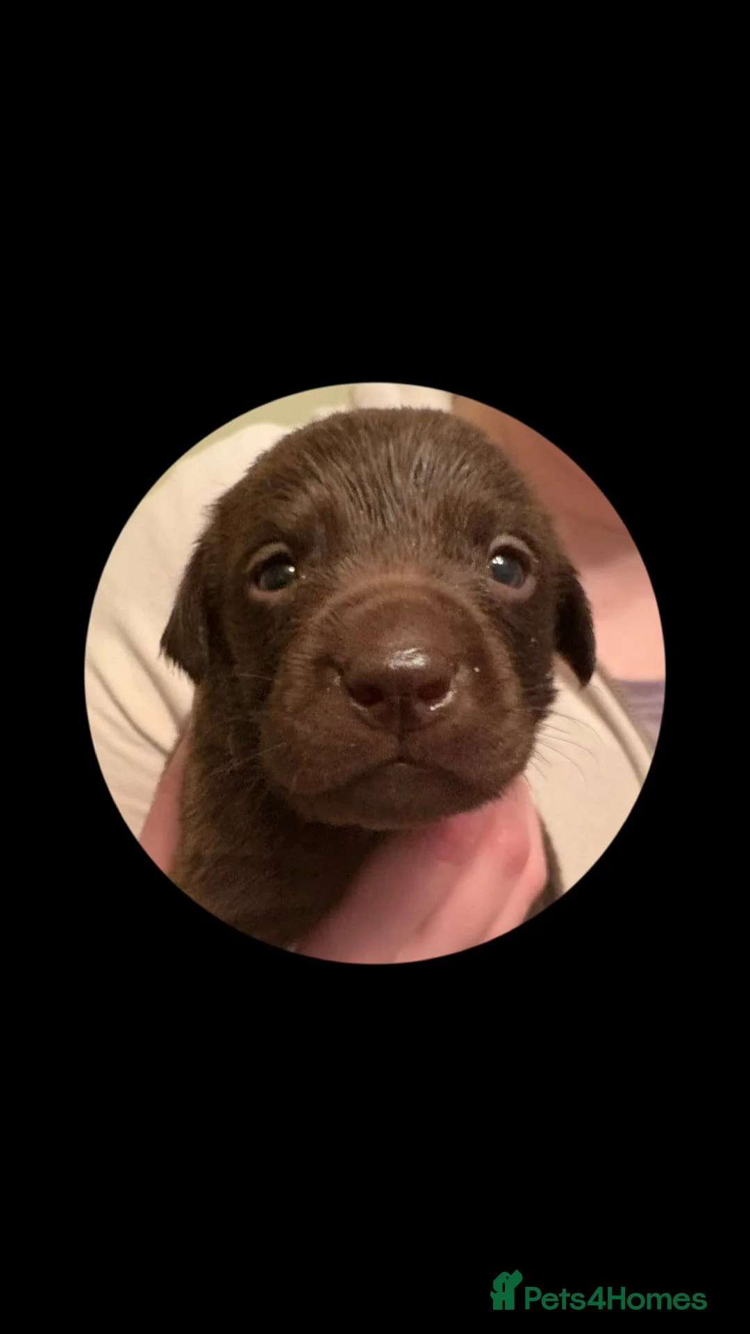 Labrador Retriever dogs for sale: Beautiful Pedigree Lab Puppies For Sale! - Advert 1