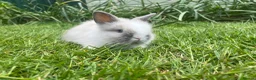 Lionhead rabbits for sale: Beautiful mini double maned lionheads  - Advert 24