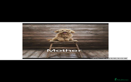 Toy Poodle dogs for sale: Pedigree tiny toy poodles  - Image 11