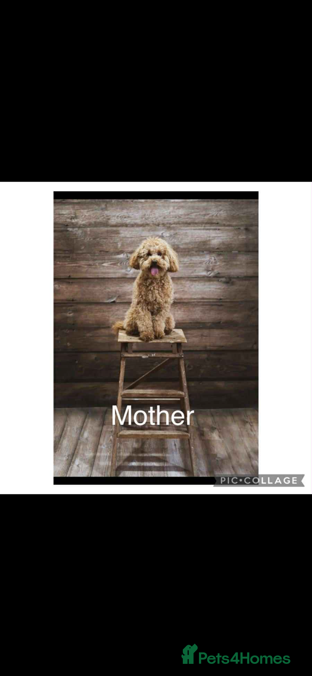 Toy Poodle dogs for sale: Pedigree tiny toy poodles  - Image 11