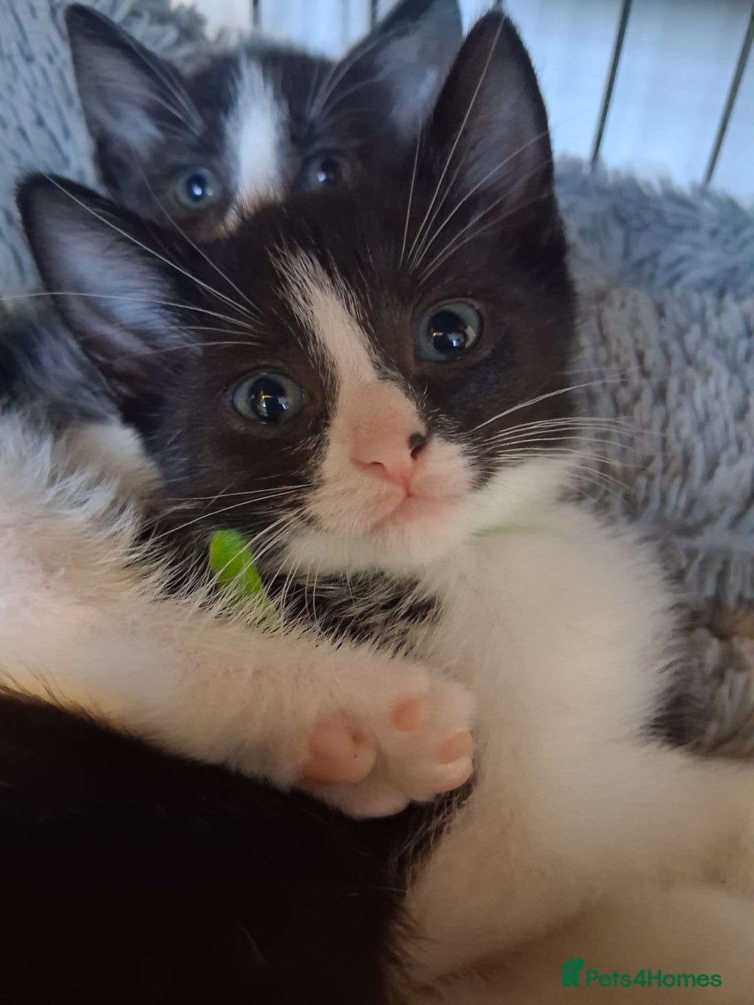 Mixed Breed cats for sale: 3 Beautiful Kittens  - Advert 4