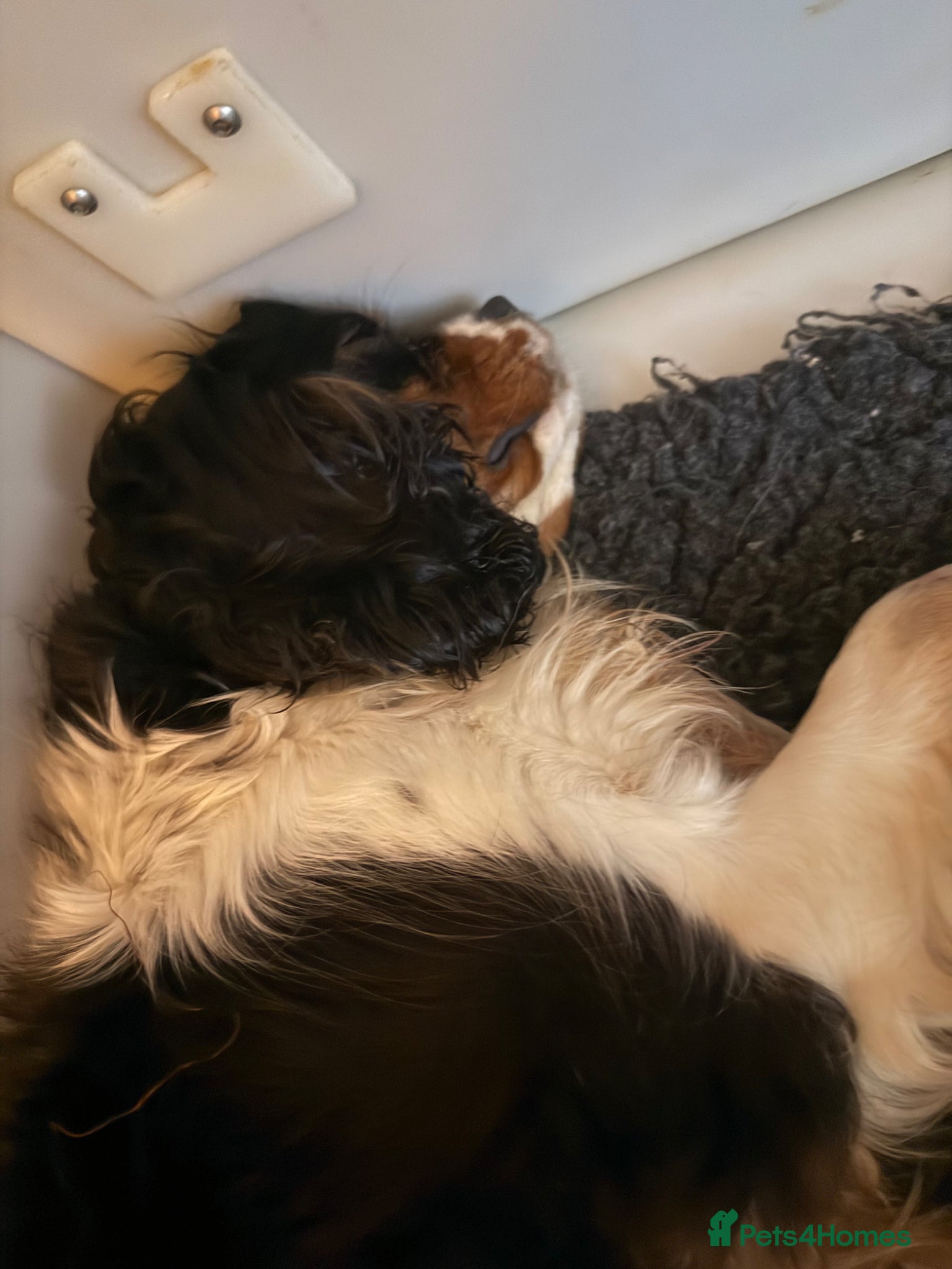 Cavalier King Charles Spaniel dogs Kc cavalier puppies dna clear  - Advert 2