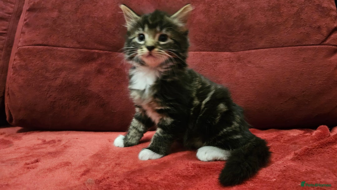 Mixed Breed cats for sale: adorable kittens are looking for a new home - Image 10