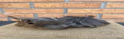 Guinea Pig rodents for sale: Purebred Peruvian Boars - Advert 2