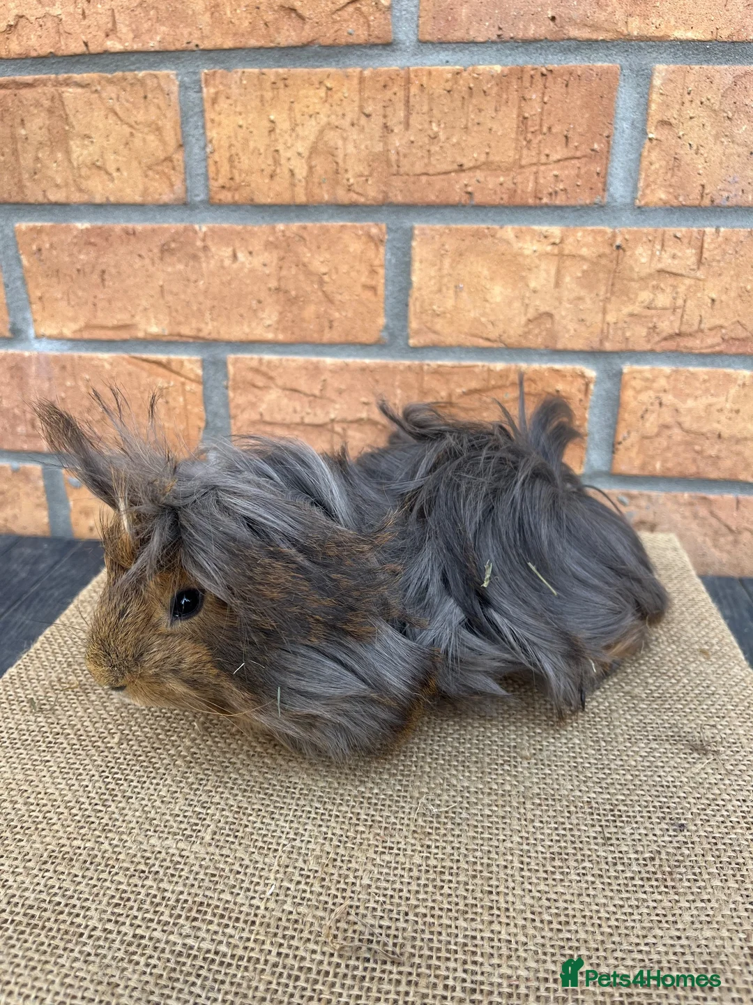 Guinea Pig rodents for sale: Purebred Peruvian Boars - Advert 2