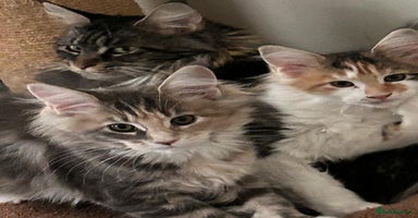 Maine Coon cats - Advert 14