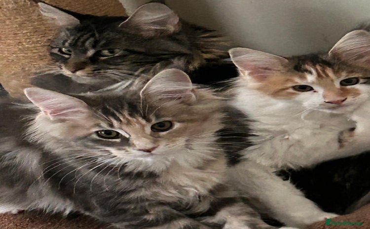 Maine Coon cats - Advert 10