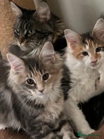 Maine Coon cats - Advert 4