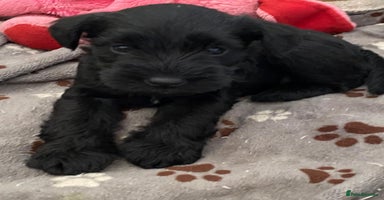 Miniature Schnauzer dogs - Advert 15