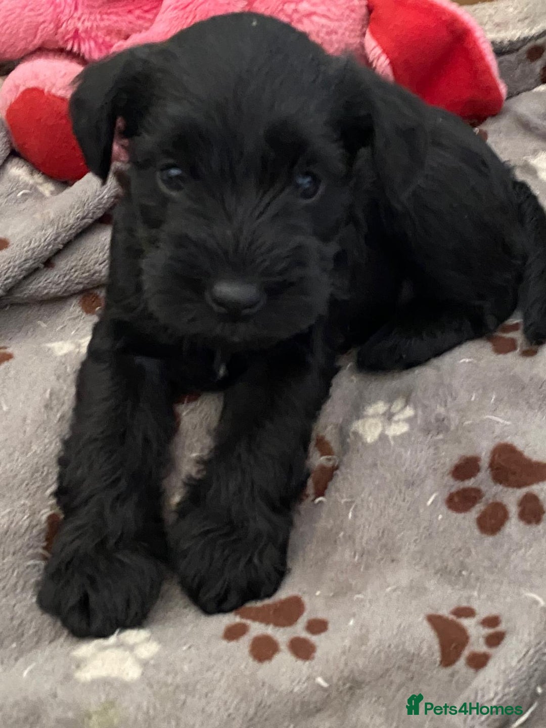 Miniature Schnauzer dogs for sale: 6 adorable Miniature schnauzer puppies  - Image 2