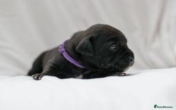 Mixed Breed dogs for sale: Bullador puppies - Image 4