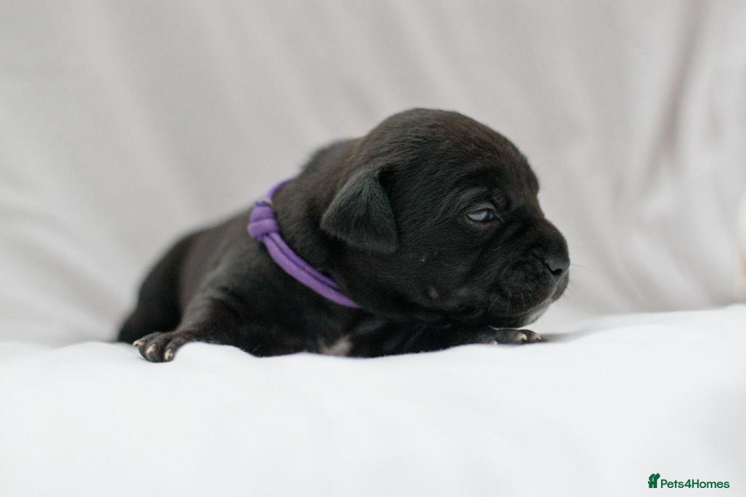 Mixed Breed dogs for sale: Bullador puppies - Image 4