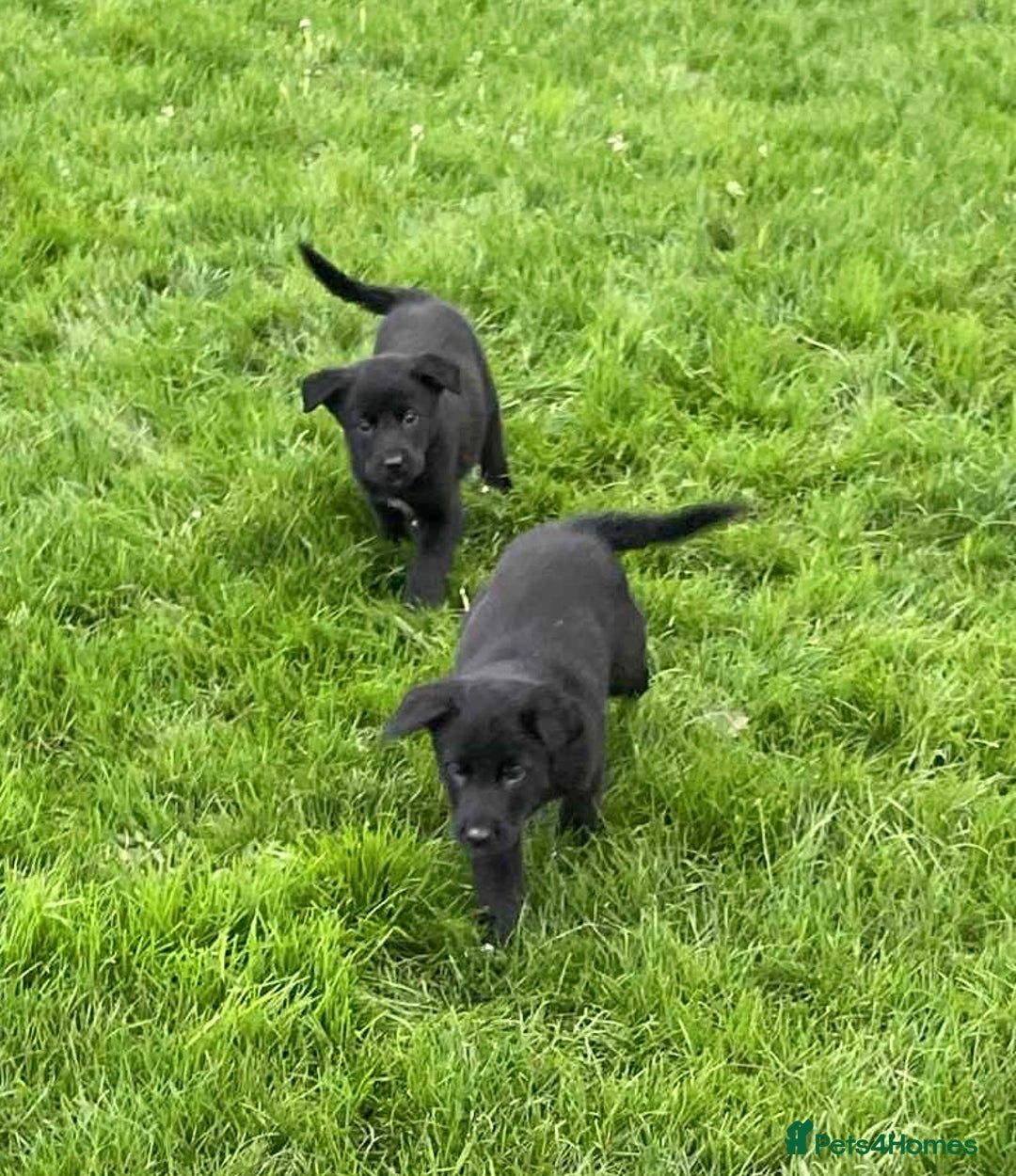 Labrador Retriever dogs for sale: Fabulous Lab x Border Collies - Advert 10