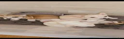 Chihuahua dogs for sale:  chihuahua - Advert 3