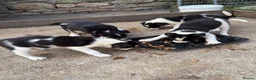 Border Collie dogs for sale: Border collie pups  in Haltwhistle - Advert 4