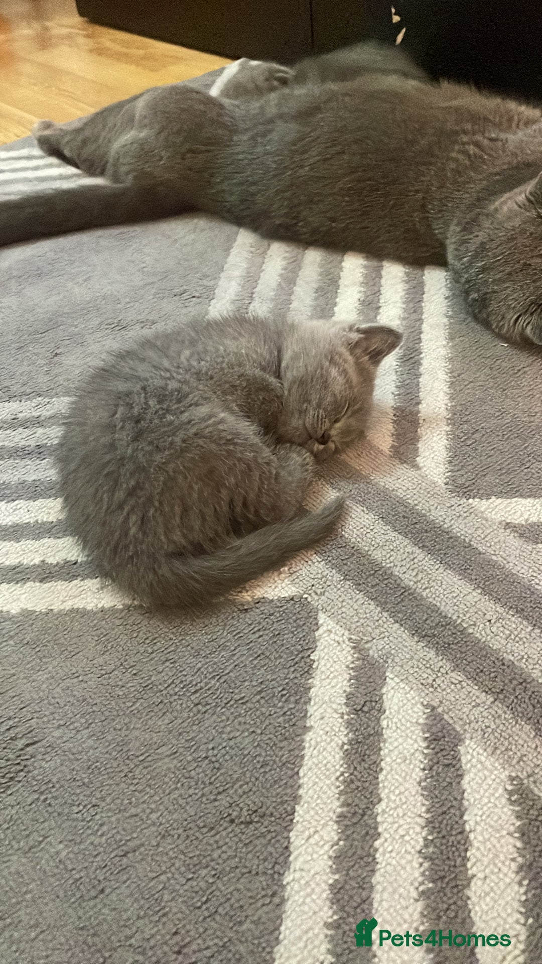 Scottish Fold cats for sale: PURE BREED SCOTTISH FOLD KITTENS 🐾 - Advert 9