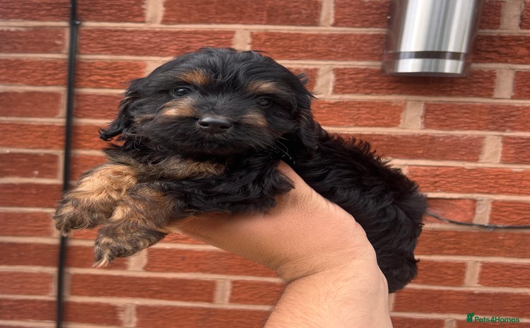 Cockapoo dogs - Advert 1