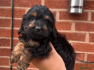 Cockapoo dogs - Advert 12