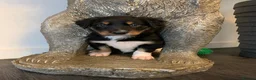 Border Collie dogs for sale: Pure border collie pups - Advert 3