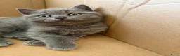 Scottish Fold cats for sale: Scottish Fold and Scottish straight kittens. - Advert 26