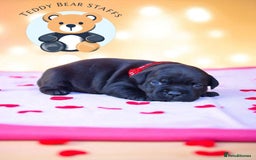 Staffordshire Bull Terrier dogs for sale: TEDDY BEAR STAFFS 🧸 NOW AVAILABLE 😍😍 - Image 4